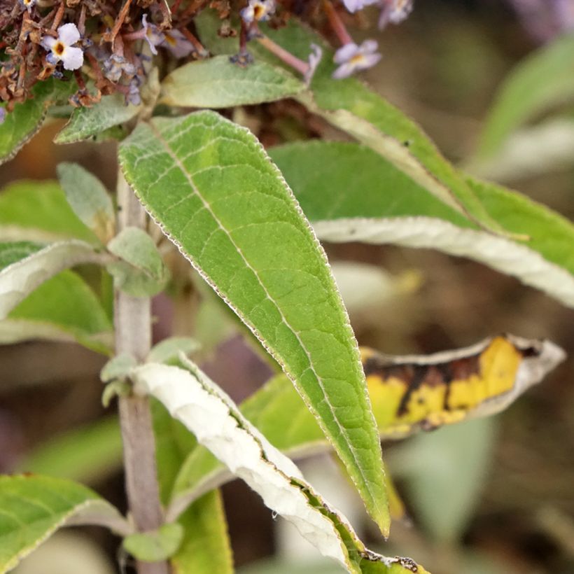 Buddleja davidii Butterfly Candy Lila Sweetheart - Sommerflieder (Foliage)