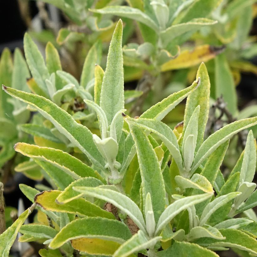 Buddleja davidii Butterfly Candy Little White - Sommerflieder (Laub)