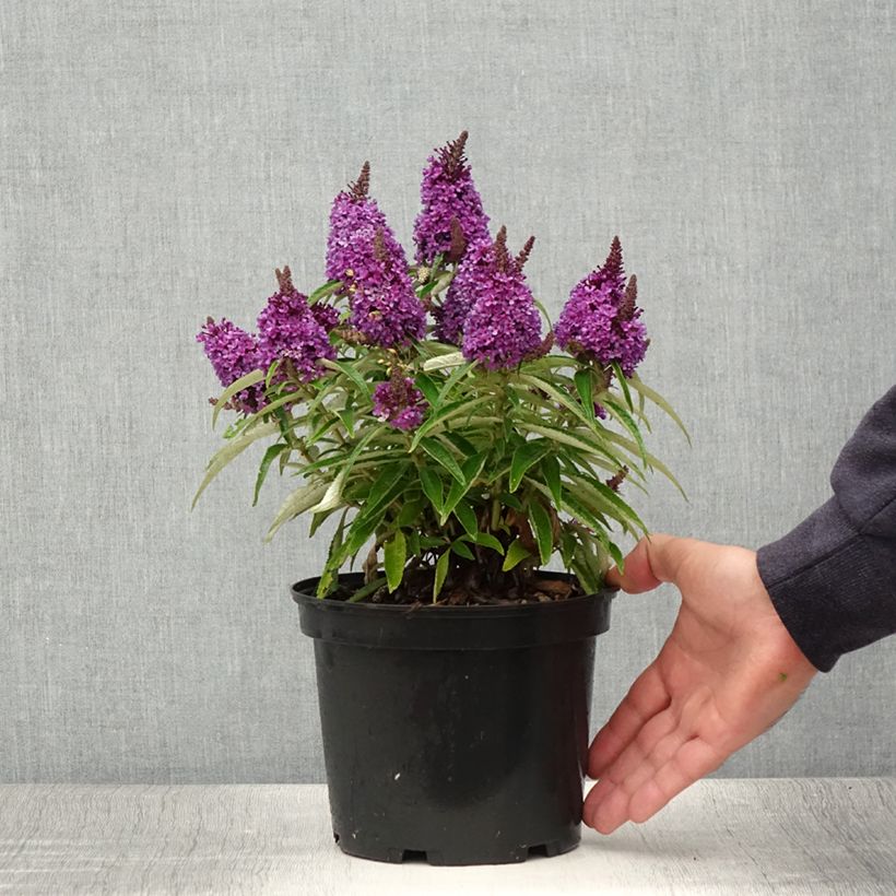 Exemplar von Buddleja davidii Butterfly Candy Little Purple - Sommerflieder Topf mit 3L/4L wie im Sommer geliefert