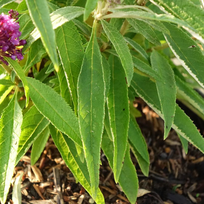Buddleja davidii Butterfly Candy Little Purple - Sommerflieder (Foliage)