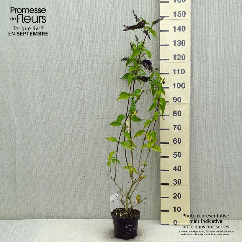 Exemplar von Buddleja davidii Groovy Grape - Sommerflieder Topf mit 3L/4L wie im Sommer geliefert