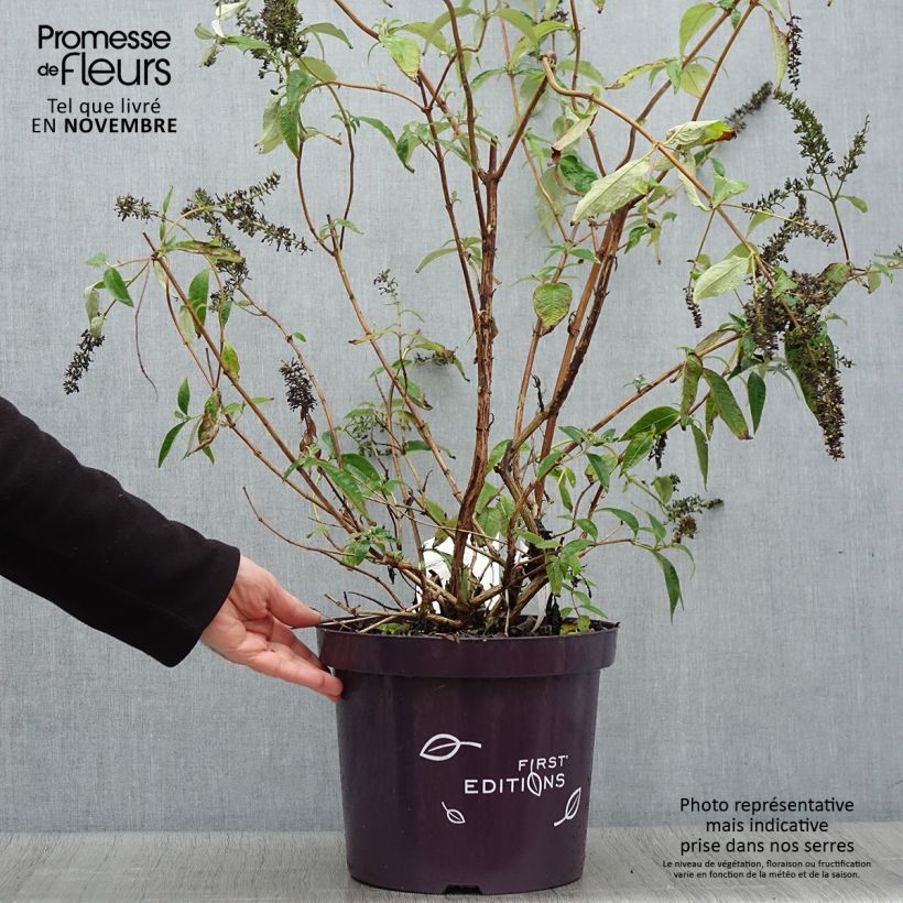 Exemplar von Buddleja davidii Groovy Grape - Sommerflieder Topf mit 7,5L/10L wie im Herbst geliefert