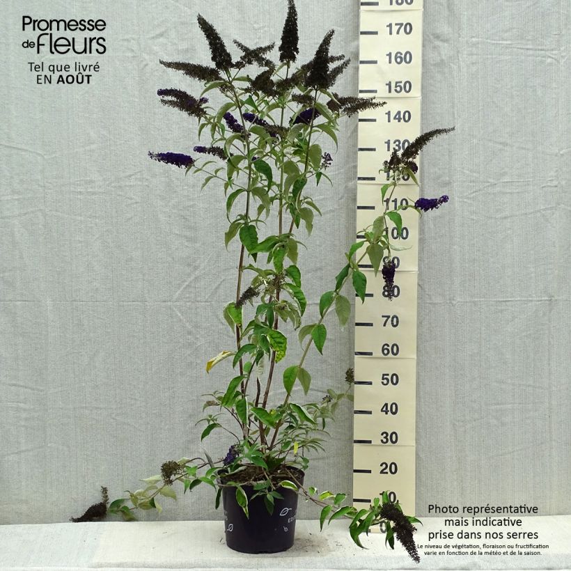 Exemplar von Buddleja davidii Groovy Grape - Sommerflieder Topf mit 7,5L/10L wie im Sommer geliefert
