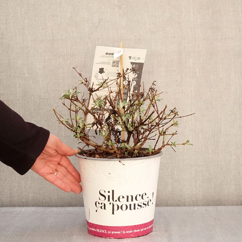 Example of Buddleja davidii Rêve de Papillon Lavender - Sommerflieder Topf mit 4L/5L as you get in hiver