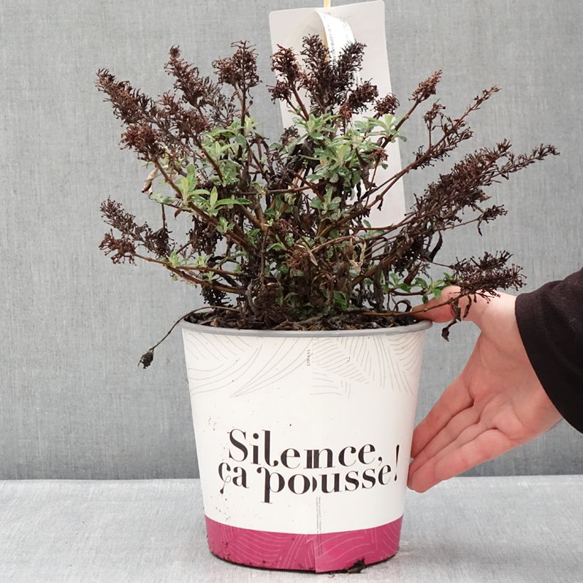 Exemplar von Buddleja davidii Tiny Buddy Hot Pink - Arbre aux papillons nain Topf mit 4L/5L wie im Winter geliefert