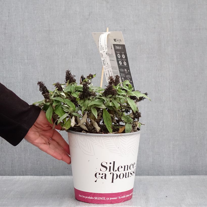 Exemplar von Buddleja davidii Tiny Buddy Violet - Arbre aux papillons nain Topf mit 4L/5L wie im Winter geliefert