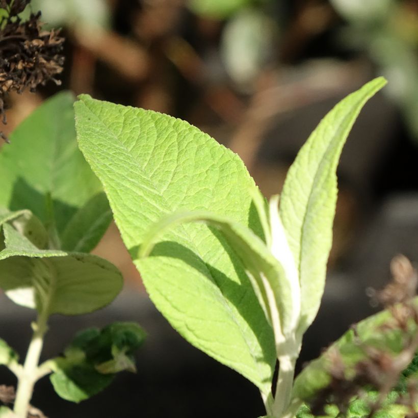 Buddleja davidii Funky Fuchsia - Sommerflieder (Laub)