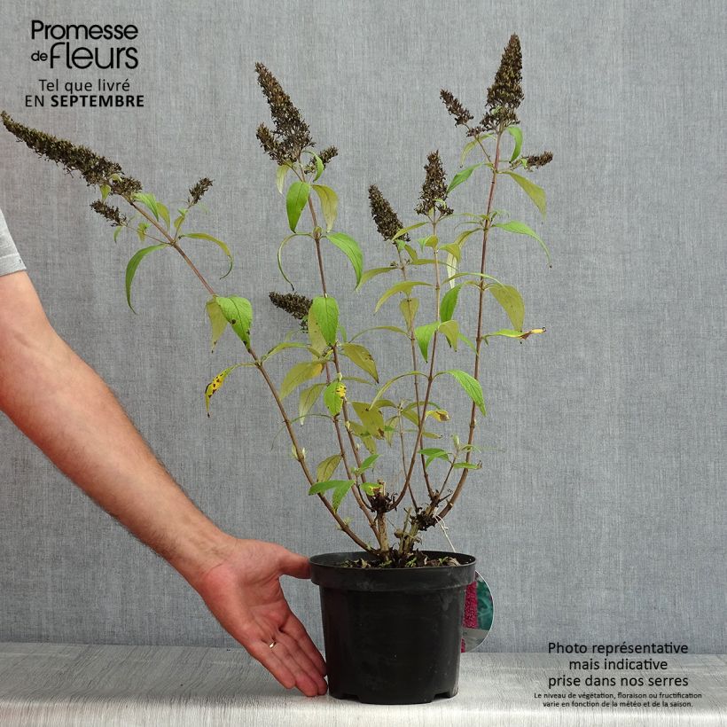 Exemplar von Buddleja davidii Peacock - Sommerflieder Topf mit 3L/4L wie im Sommer geliefert