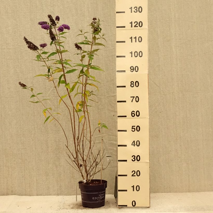 Exemplar von Buddleja davidii Psychedelic Sky - Sommerflieder Topf mit 2L/3L wie im Sommer geliefert