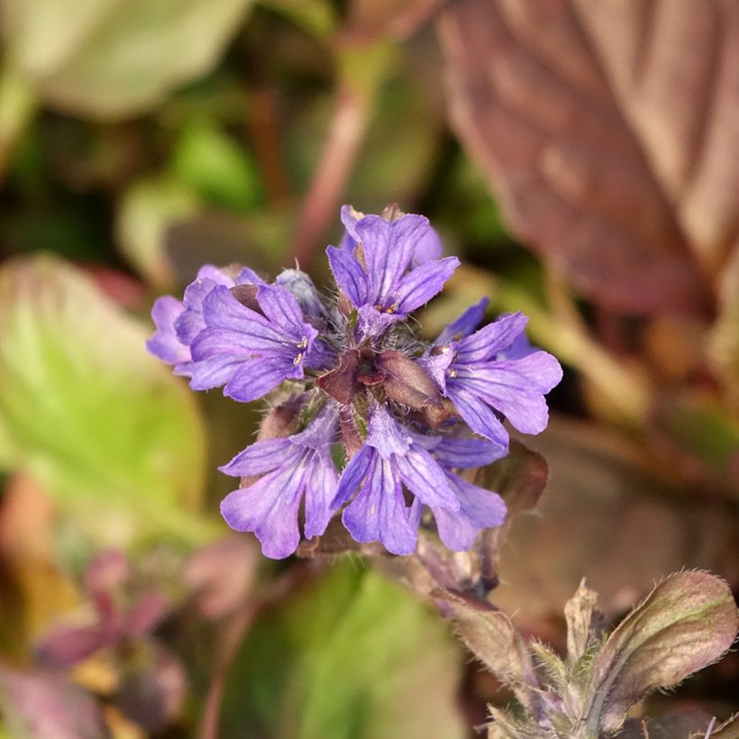 Ajuga reptans Catlin's Giant - Kriechender Günsel (Flowering)