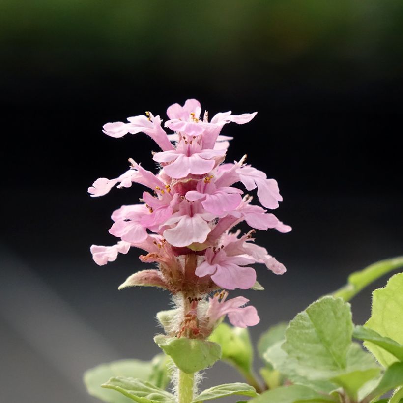 Ajuga reptans Rosea - Kriechender Günsel (Blüte)