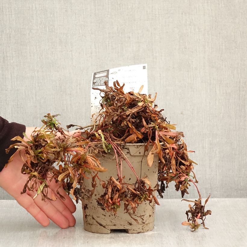 Exemplar von Ajuga Chocolate Chip - Kriechender Günsel Topf mit 2L/3L wie im Herbst geliefert