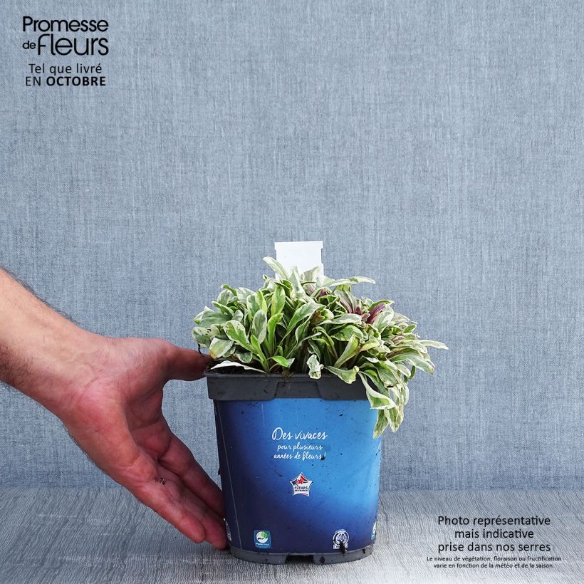Exemplar von Ajuga Princess Nadia - Kriechender Günsel Topf mit 1,5L/2L wie im Herbst geliefert
