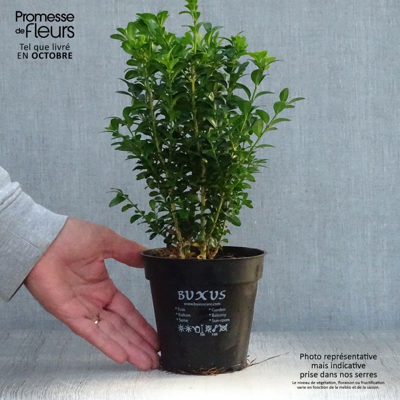 Exemplar von Buxus sempervirens - Buschbaum Topf 12 cm / 13 cm wie im Herbst geliefert
