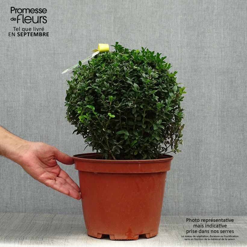 Exemplar von Buxus sempervirens - Kugelbuchsbaum Topf mit 7,5L/10L, Kugel wie im Herbst geliefert