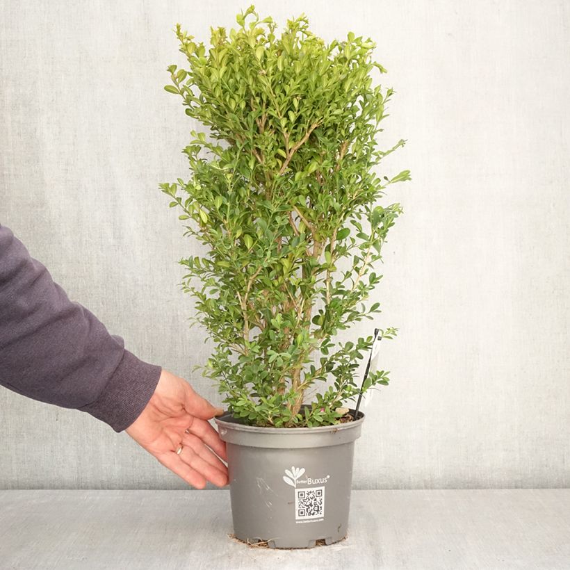 Exemplar von Buis - Buxus Betterbuxus Heritage Topf mit 3L/4L wie im Frühjahr geliefert