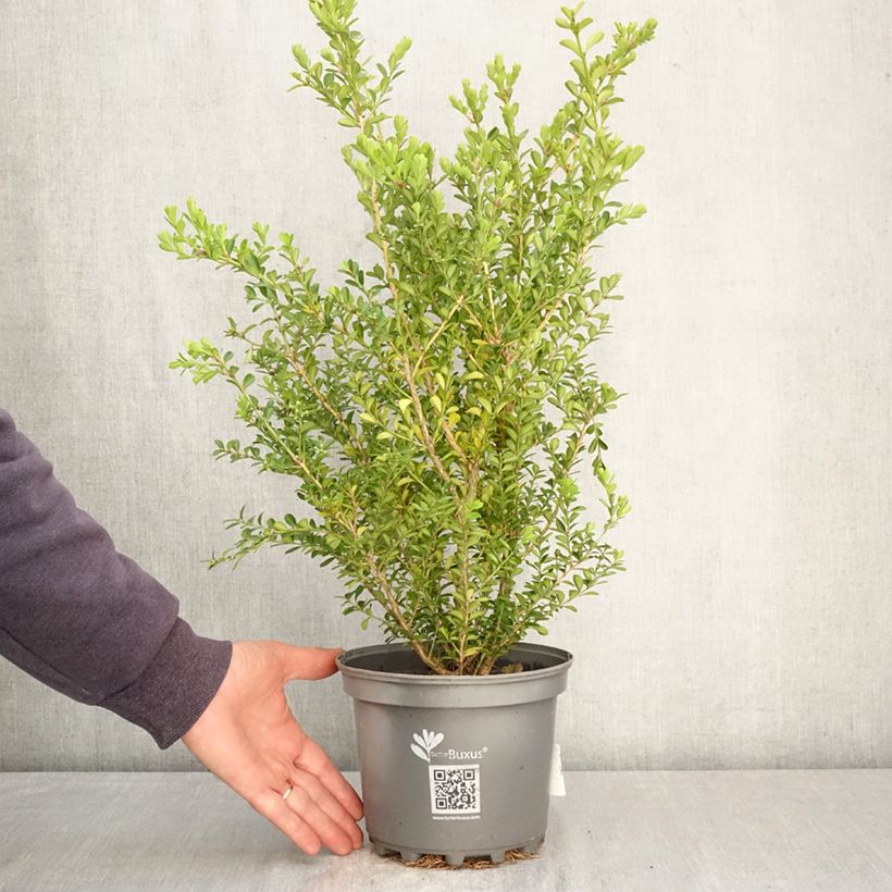 Exemplar von Buis - Buxus Betterbuxus Renaissance Topf mit 3L/4L wie im Frühjahr geliefert