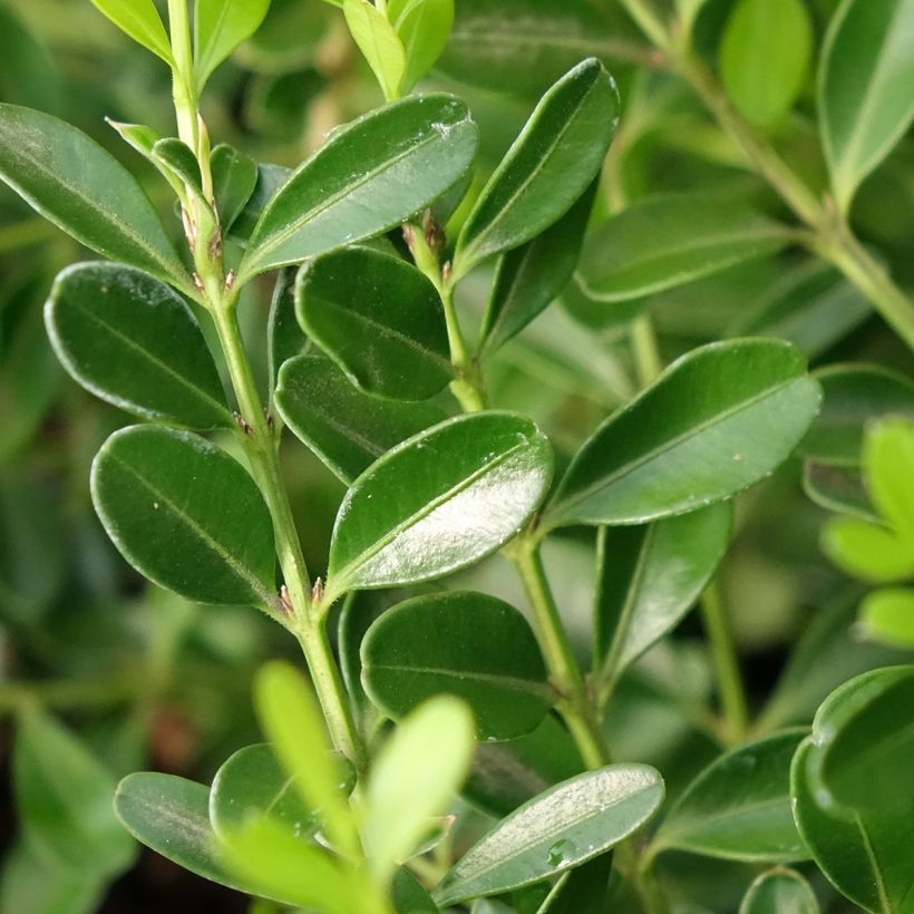 Buxus Betterbuxus Skylight - Buchsbaum (Laub)