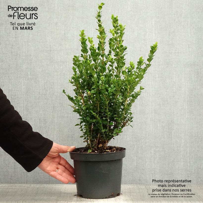 Example of Buxus microphylla Faulkner - Kleinblättriger Buchsbaum Topf mit 2L/3L as you get in printemps
