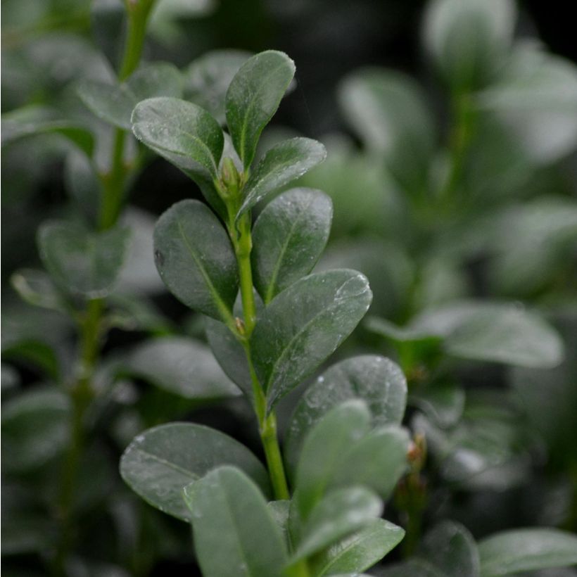 Buxus sempervirens - Buschbaum (Laub)