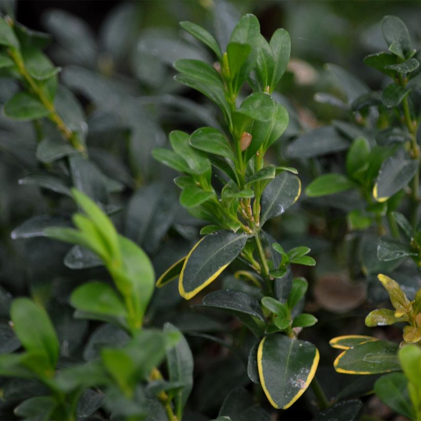Buxus sempervirens - Kugelbuchsbaum (Foliage)