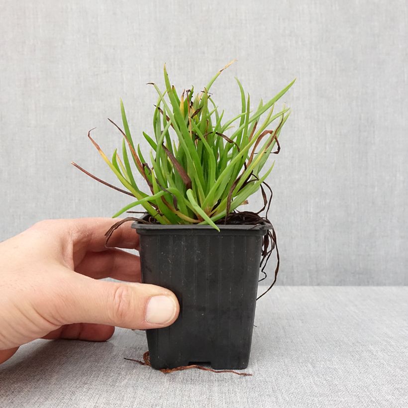 Exemplar von Bulbine frutescens Avera Sunset Orange Godet de 8/9 cm wie im Winter geliefert