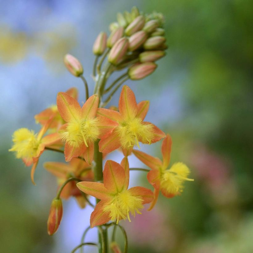 Bulbine frutescens - Katzenschwanzpflanze (Flowering)