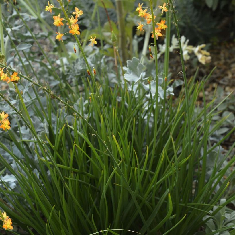 Bulbine frutescens - Katzenschwanzpflanze (Plant habit)