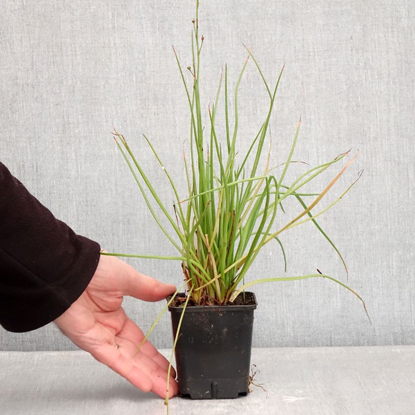Example of Bulbine frutescens Hallmarck - Katzenschwanzpflanze Kleine Töpfe von 8/9 cm as you get in hiver