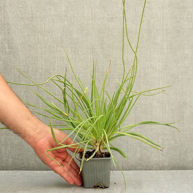 Exemplar von Bulbine frutescens Medicus - Katzenschwanzpflanze Kleine Töpfe von 8/9 cm wie im Sommer geliefert