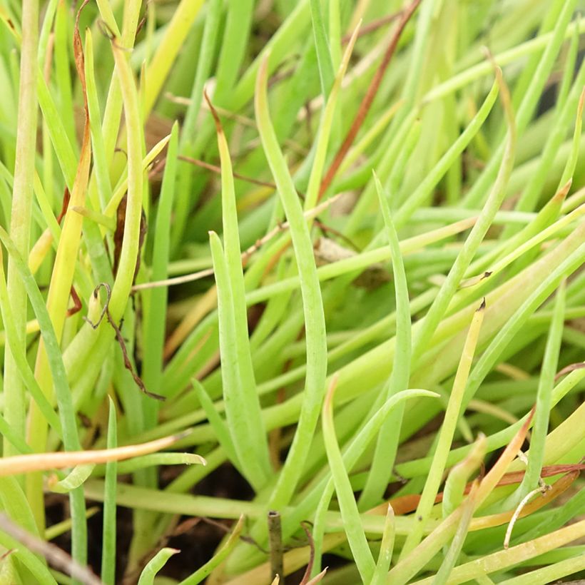 Bulbine frutescens Medicus - Katzenschwanzpflanze (Foliage)