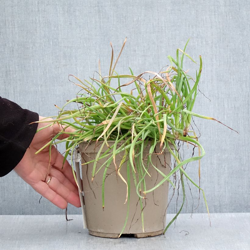 Example of Bulbine frutescens Medicus - Katzenschwanzpflanze Topf mit 3L/4L as you get in printemps