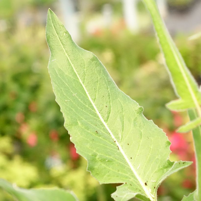 Morgenländische Zackenschote - Bunias orientalis (Laub)