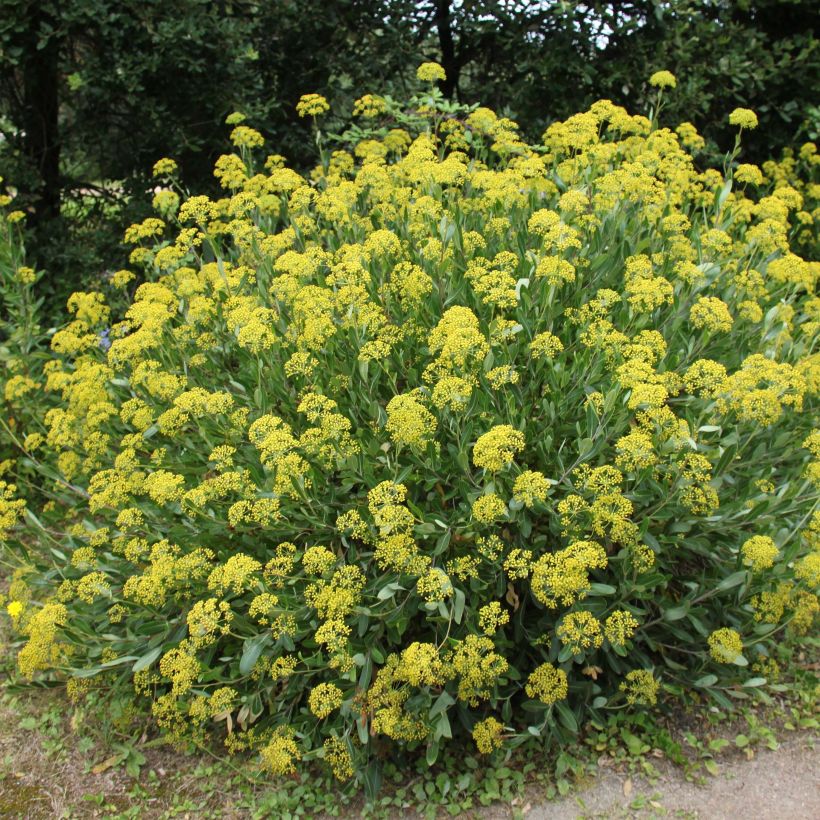 Bupleurum fruticosum - Strauchiges Hasenohr (Wuchs)