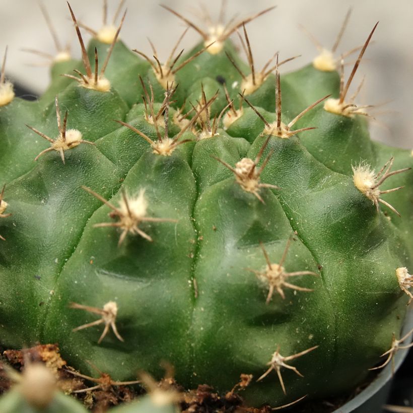 Kaktus - Gymnocalycium baldianum (Laub)