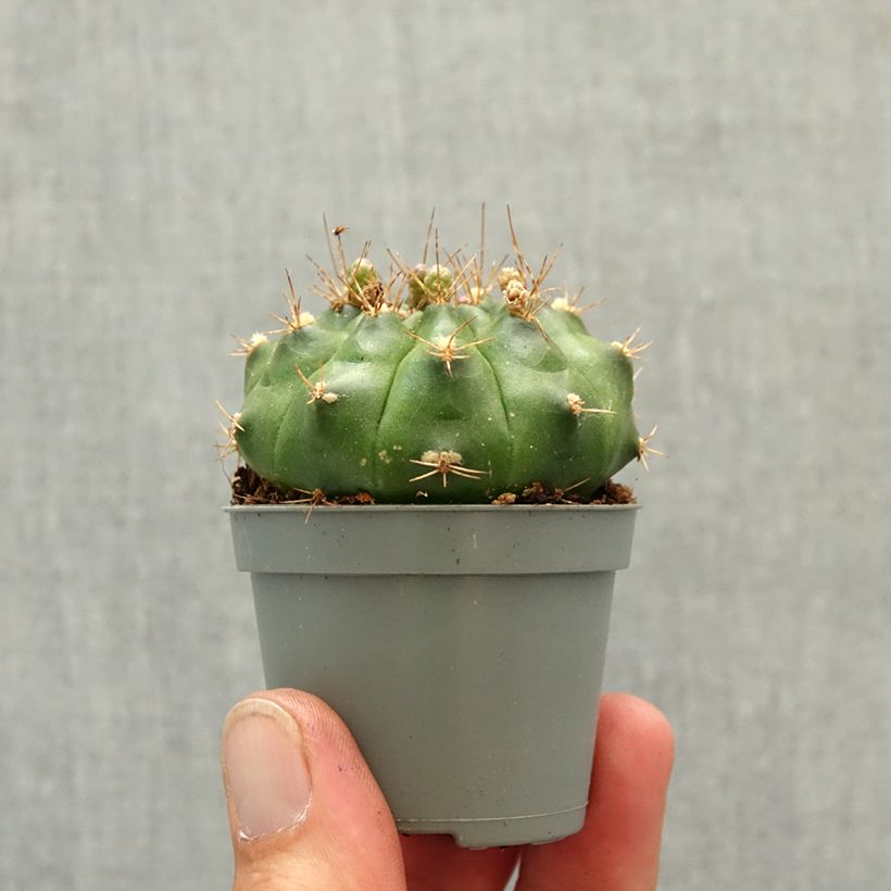Exemplar von Kaktus - Gymnocalycium baldianum Mini-Pflanze wie im Frühjahr geliefert