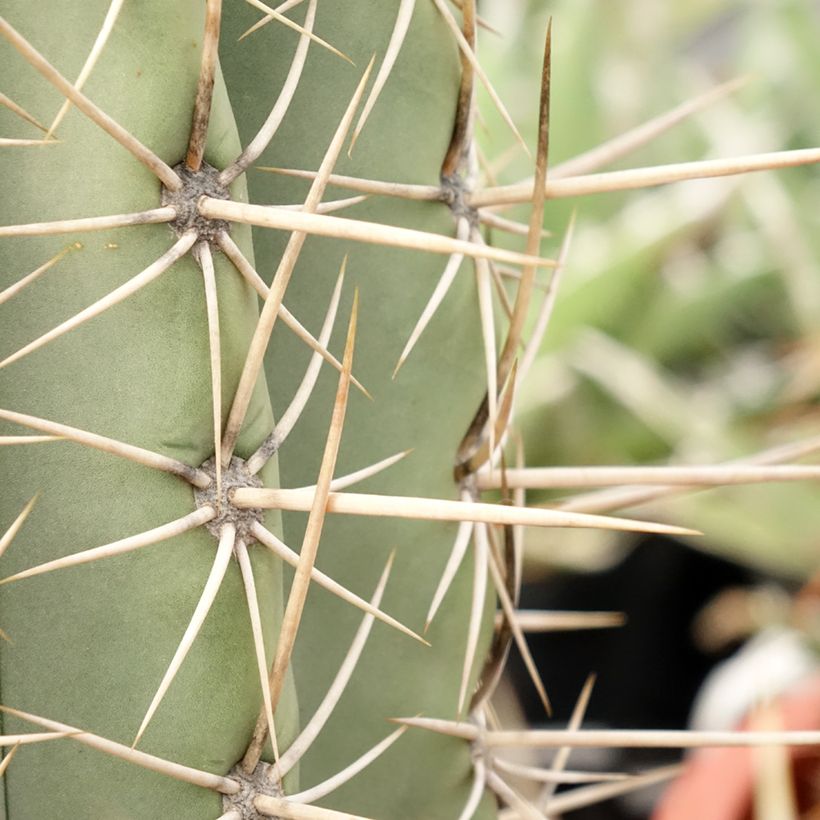 Echinopsis pasacana - Stangenkaktus (Laub)