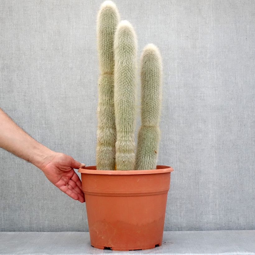 Exemplar von Cleistocactus strausii - Silberkerzenkaktus Topf mit 12L/15L wie im Frühjahr geliefert