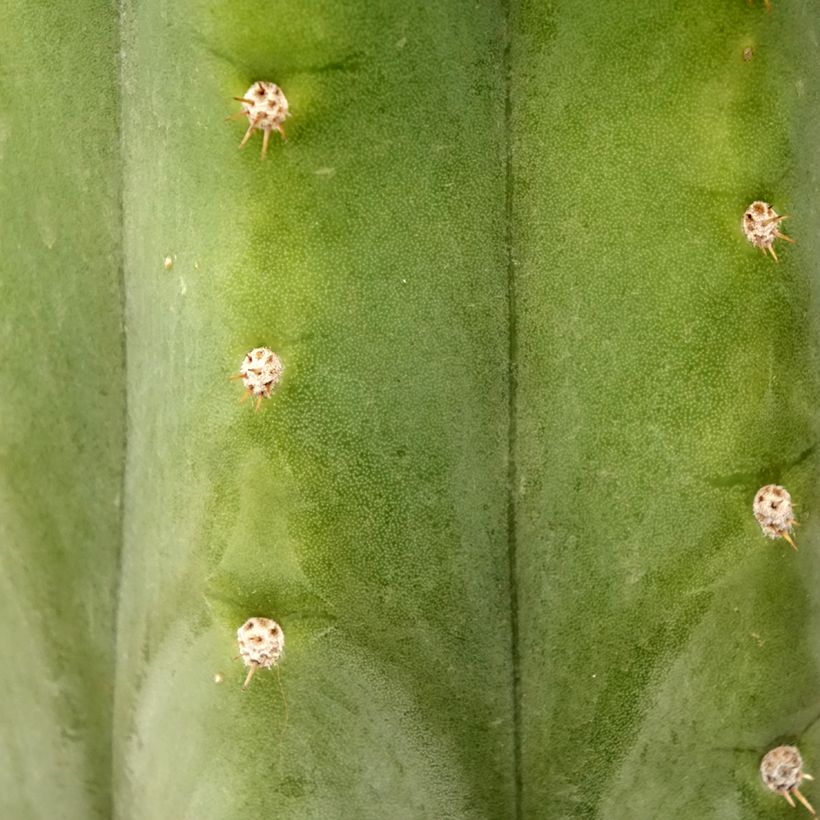 San-Pedro-Kaktus - Trichocereus pachanoi (Foliage)