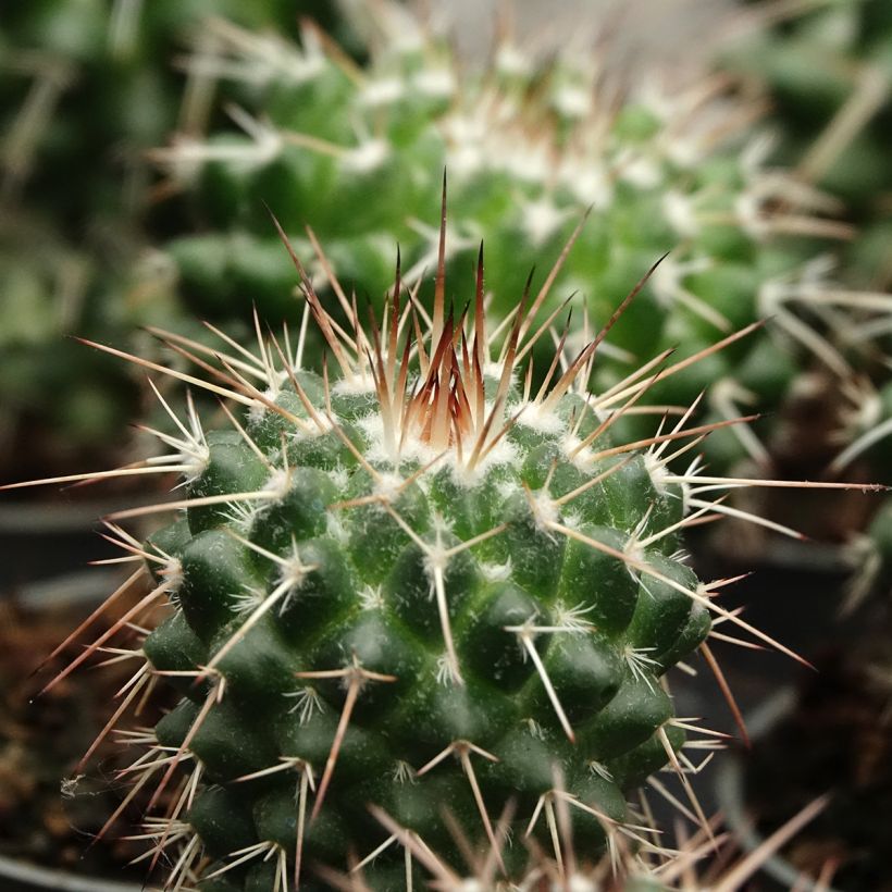 Kaktus - Mammillaria baxteriana (Laub)