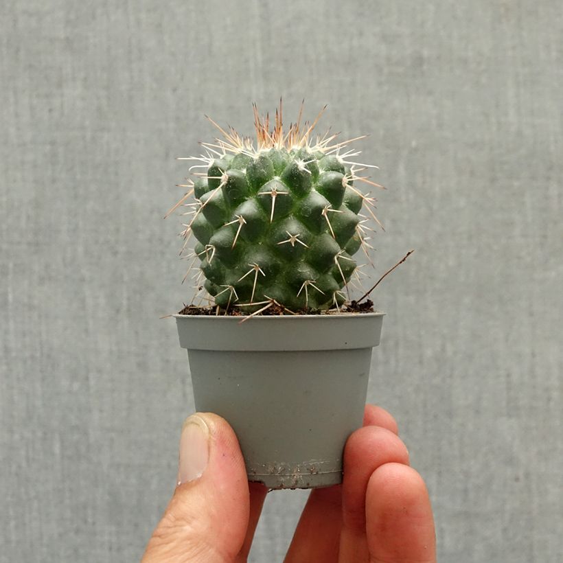 Exemplar von Kaktus - Mammillaria baxteriana Mini-Pflanze wie im Frühjahr geliefert