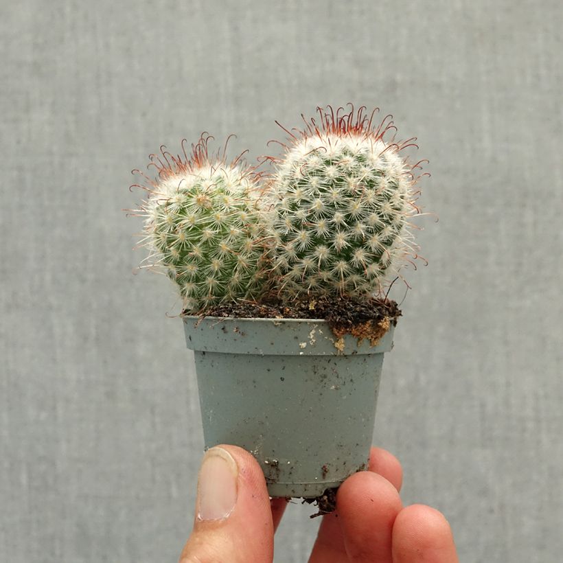 Exemplar von Kaktus - Mammillaria bombycina Mini-Pflanze wie im Frühjahr geliefert