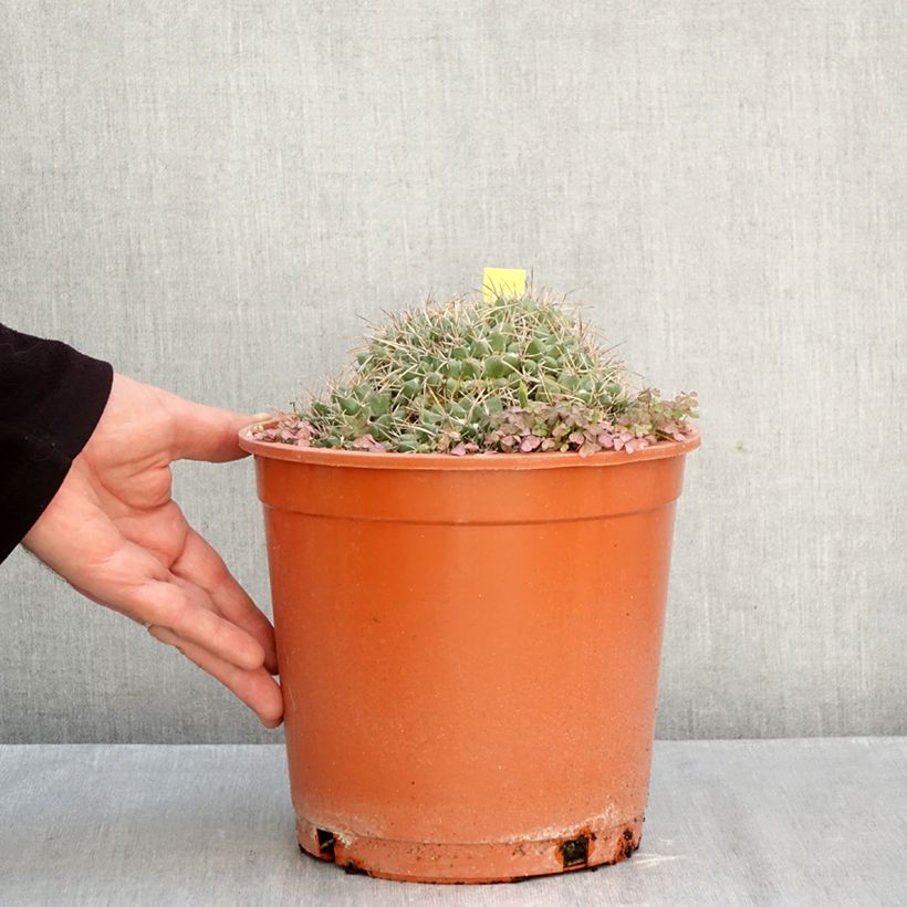 Exemplar von Kaktus - Mammillaria compressa Topf mit 4L/5L wie im Herbst geliefert