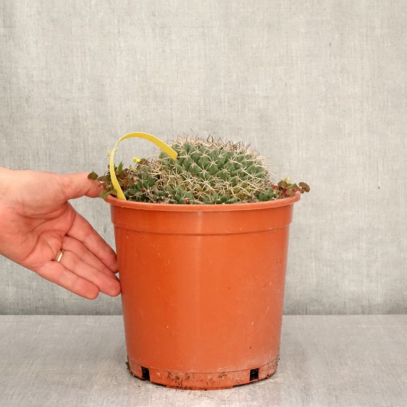 Exemplar von Kaktus - Mammillaria compressa Topf mit 4L/5L wie im Frühjahr geliefert