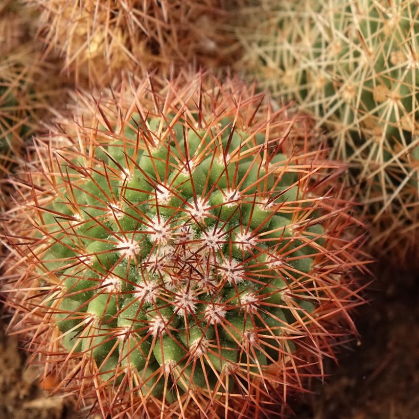 Kaktus - Mammillaria ernestii var. rubrispina (Laub)