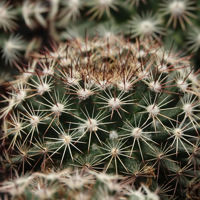 Kaktus - Mammillaria heyderi (Laub)