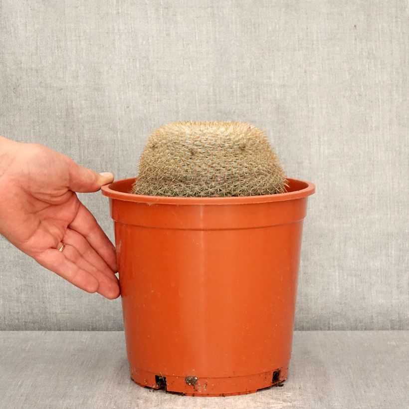 Exemplar von Kaktus - Mammillaria muehlenpfordtii Topf mit 4L/5L wie im Frühjahr geliefert