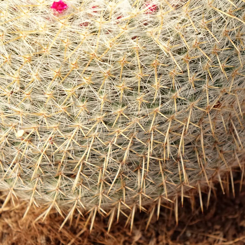 Kaktus - Mammillaria muehlenpfordtii (Laub)