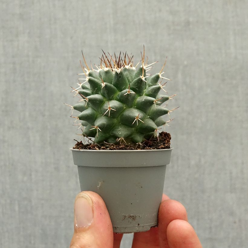 Exemplar von Kaktus - Mammillaria nejapensis Silver Arrows Mini-Pflanze wie im Frühjahr geliefert