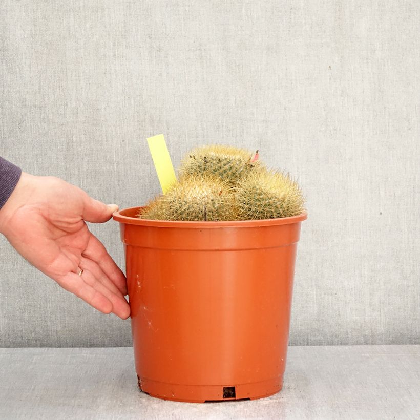 Exemplar von Kaktus - Mammillaria pringlei Topf mit 4L/5L wie im Frühjahr geliefert